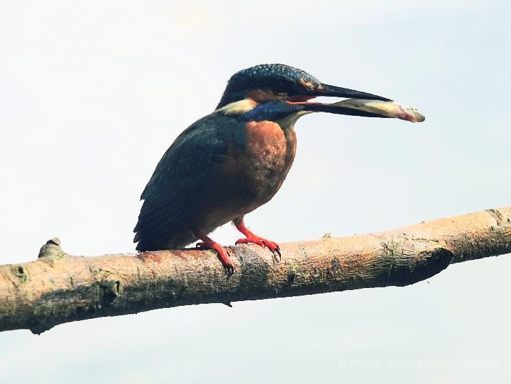 IJsvogel