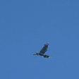 vogels2